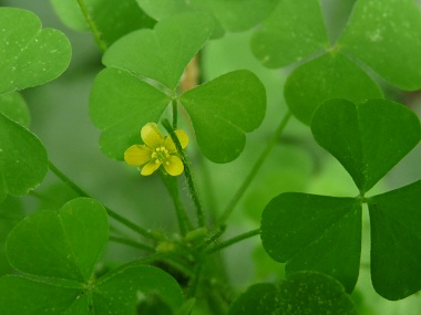 wood sorrel