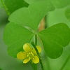 Wood Sorrel