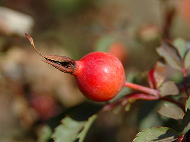 rose hip