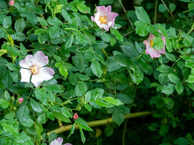 woods rose shrub