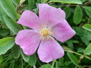woods rose