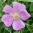 Wood's Wild Rose