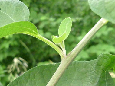 arctium tomentosum petiole