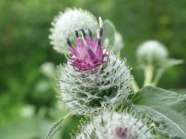 woolly burdock flower