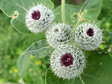 woolly burdock flowers