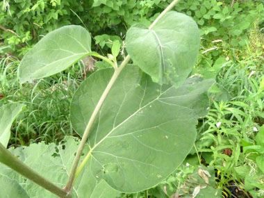 woolly burdock leaves