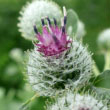 Woolly Burdock