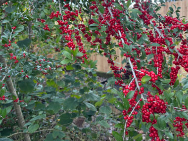 yaupon holly branches