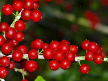 yaupon holly drupes