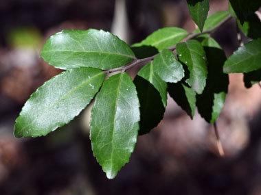 yaupon holly leaves