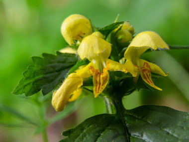 Lamiastrum galeobolon