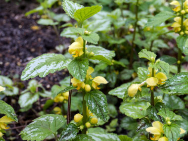 Lamium galeobdolon