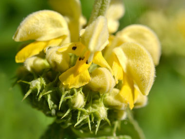 yellow archangel flower