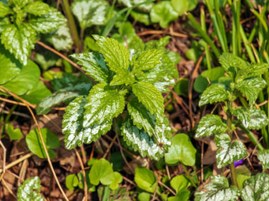 yellow archangel leaves