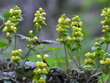 yellow archangel plants