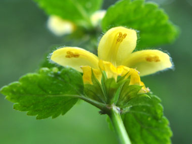 yellow henbit