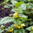 Yellow Archangel