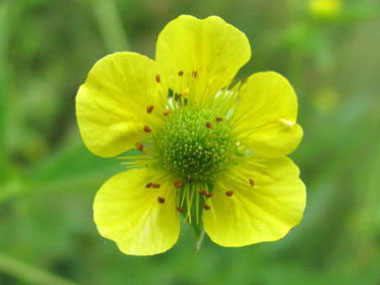 yellow avens flower