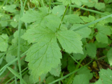 yellow avens leaves