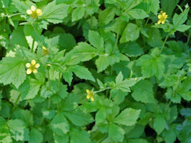 yellow avens plants