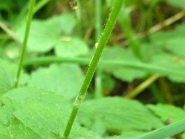 yellow avens stem