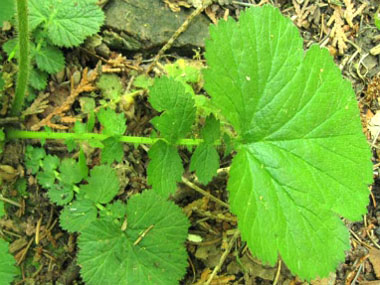 yellow avens young leaves