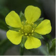 Yellow Avens