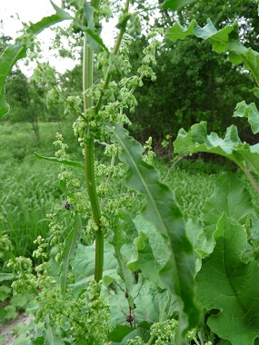 Yellow Dock: Pictures, Flowers, Leaves &amp; Identification | Rumex crispus