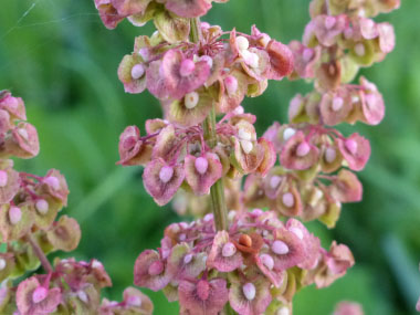 yellow dock seed