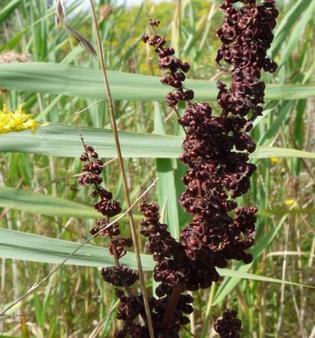 yellow dock seeds fall