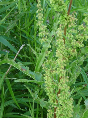 yellow dock seeds