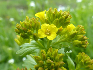 wintercress flowerhead