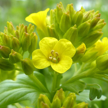 yellow rocket close up