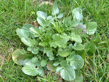 yellow rocket leaves