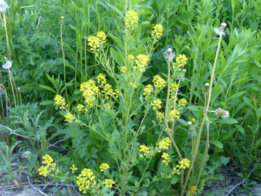 Image of Yellow Rocket perennial weed