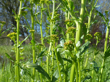 yellow rocket stems