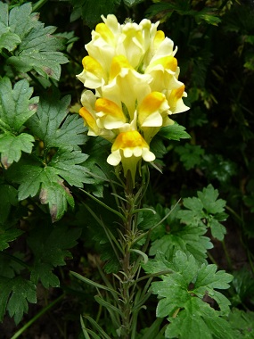 yellow toadflax