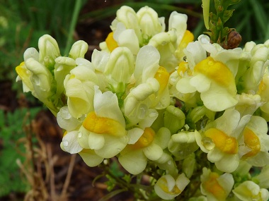 yellow toadlax flowers