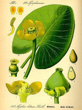 Nuphar lutea