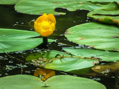 nuphar lutea flower