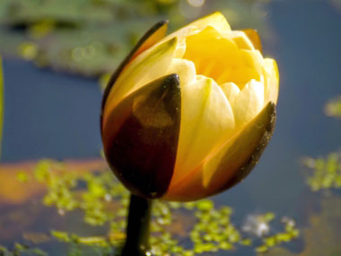yellow pond lily