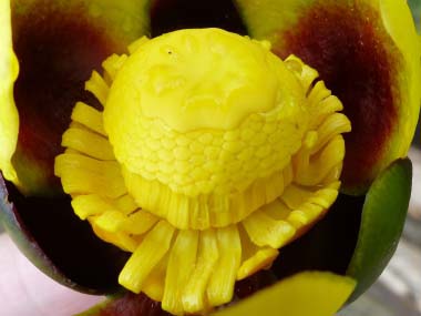 yellow water lily close up