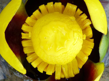 yellow water lily flower petals