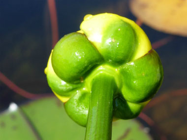 yellow water lily sepals