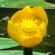 Yellow Water Lily