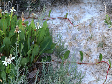 Anemopsis californica root