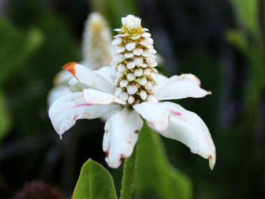 yerba mansa flower