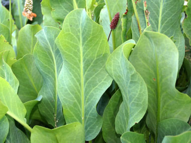 yerba mansa leaves