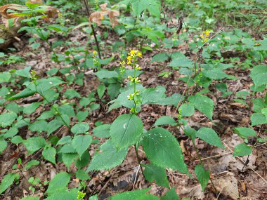 solidago flexicaulis