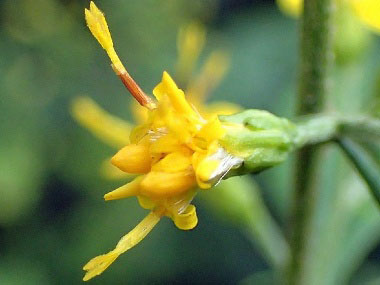 zigzag goldenrod flower